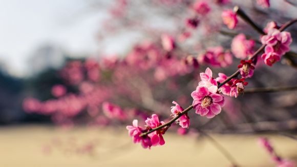 自定义url是什么